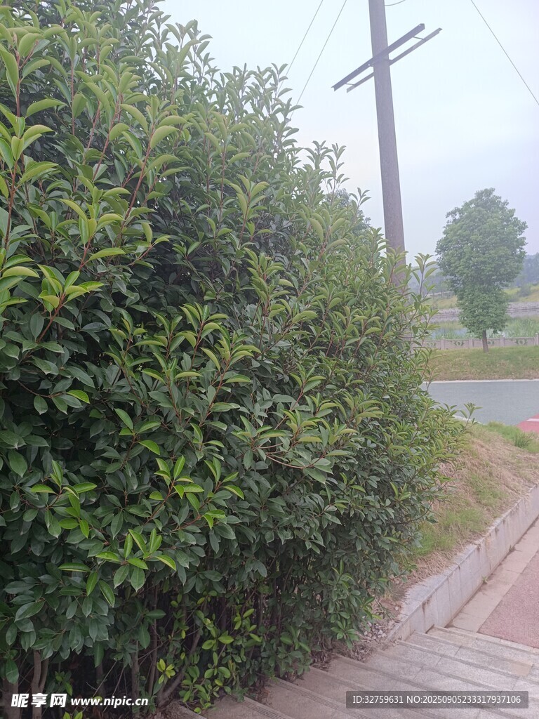 路邊繁茂綠植景觀