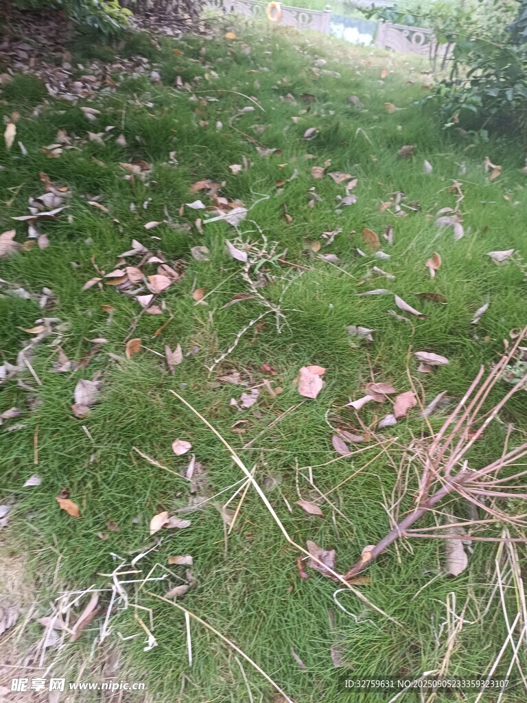 草地散落枯葉與枝條