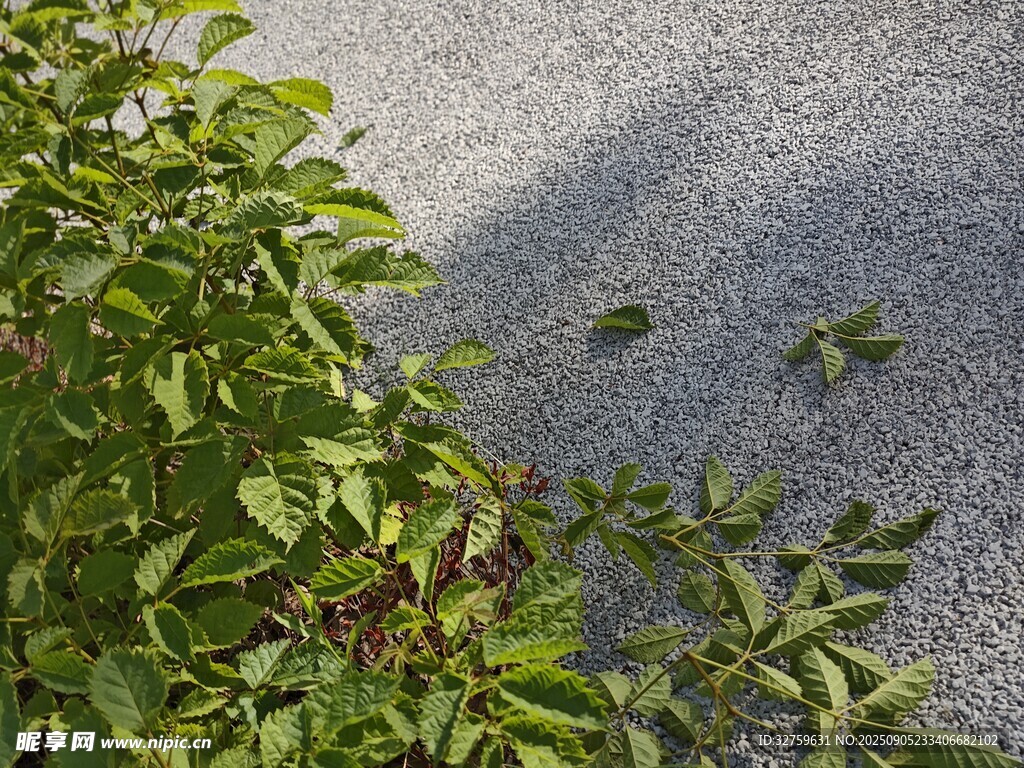 綠葉與灰色地面的景致