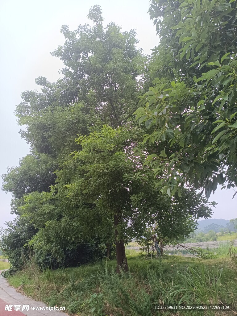 鄉(xiāng)間路旁綠意盎然的樹木