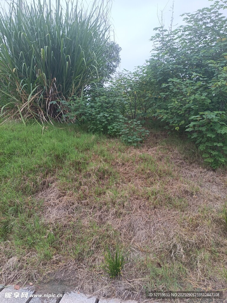 戶外草地與綠植景觀