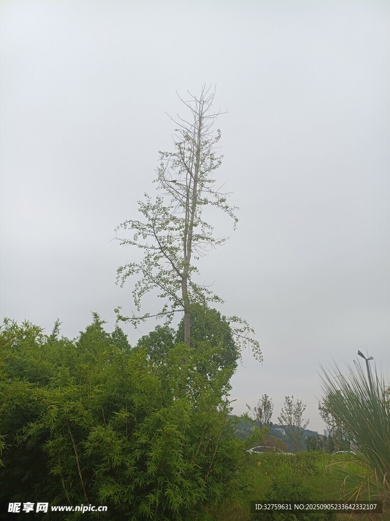 孤樹挺立在蔥郁植被間