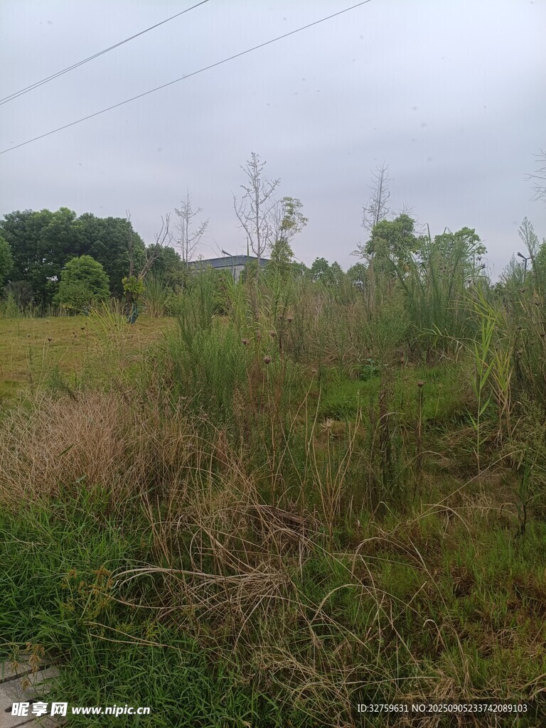 野外草地風(fēng)景
