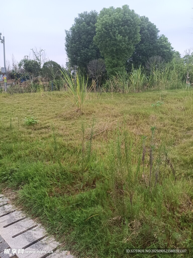 戶外草地與木棧道景觀