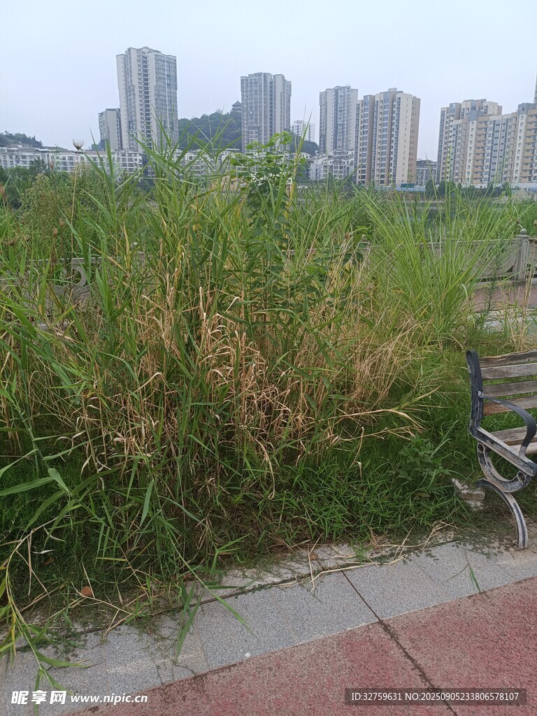 城市邊的雜草景觀