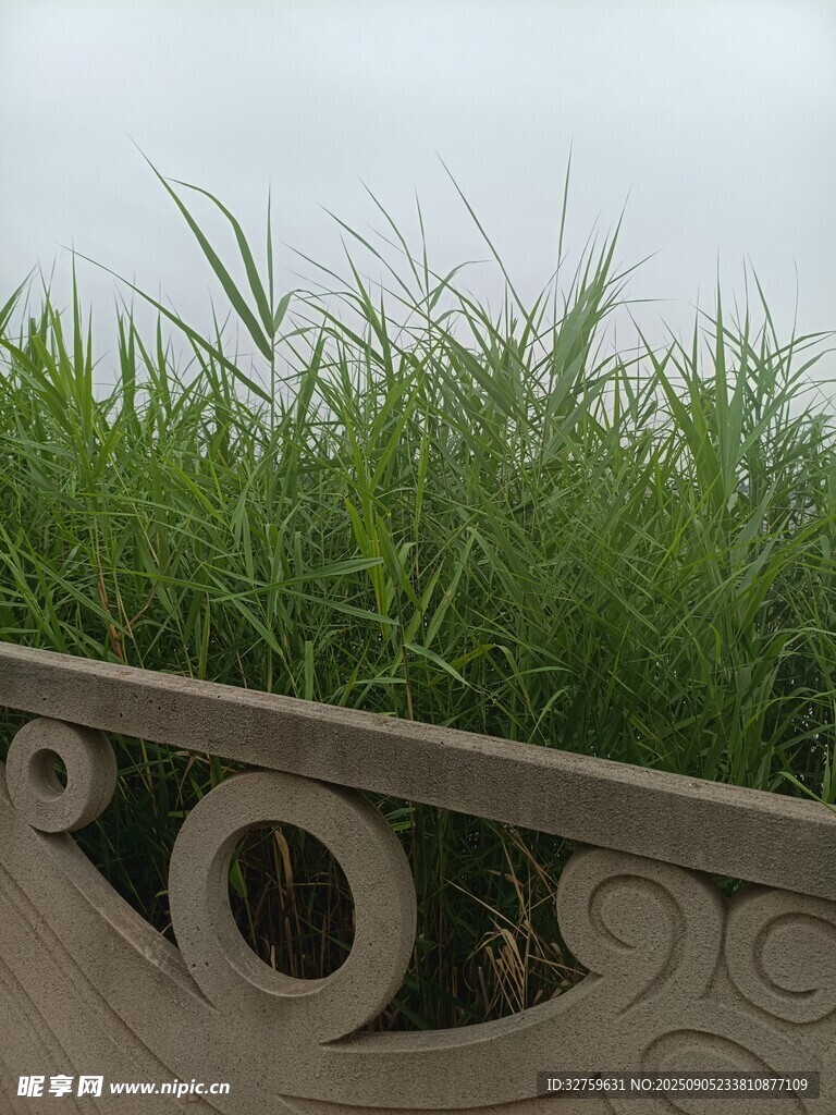 石欄邊的翠綠青草