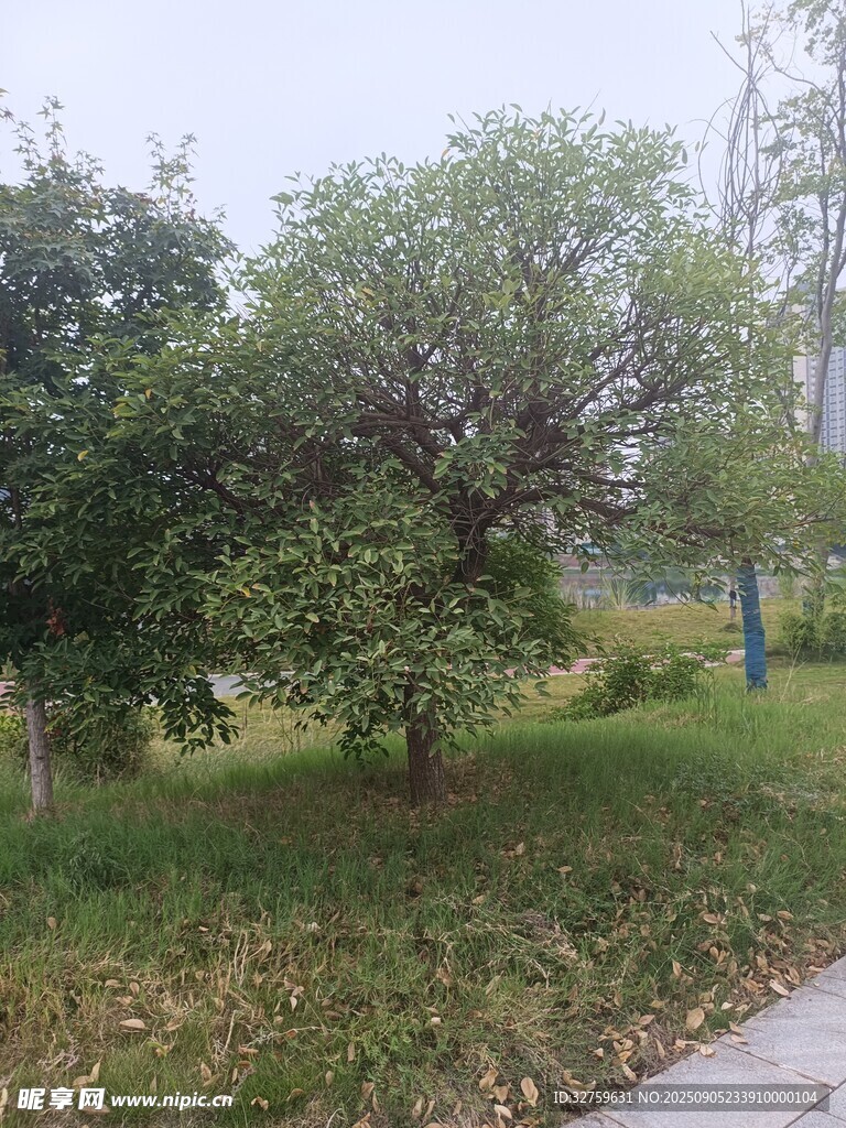 路邊綠意盎然的樹木景觀