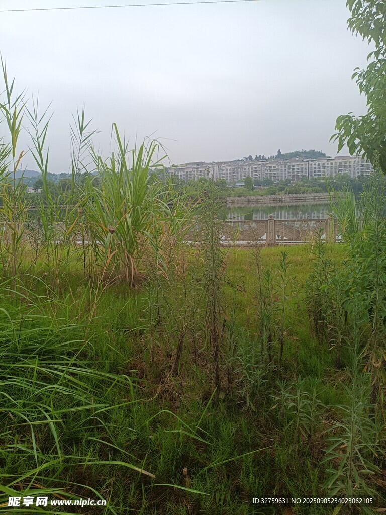野外繁茂的綠色植物景觀