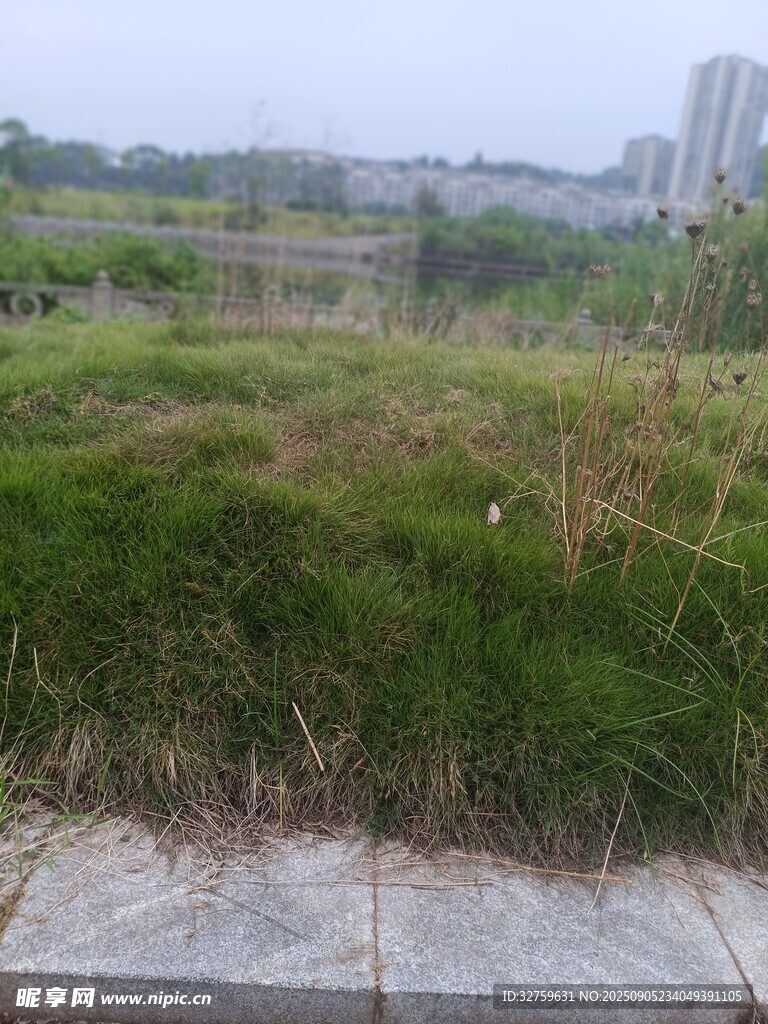城市邊的草地景觀