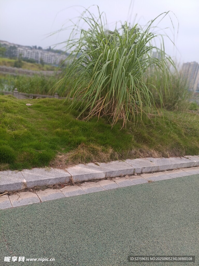 路邊茂盛的綠色蒲葦植物