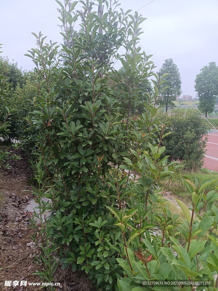 綠意盎然的果園景象