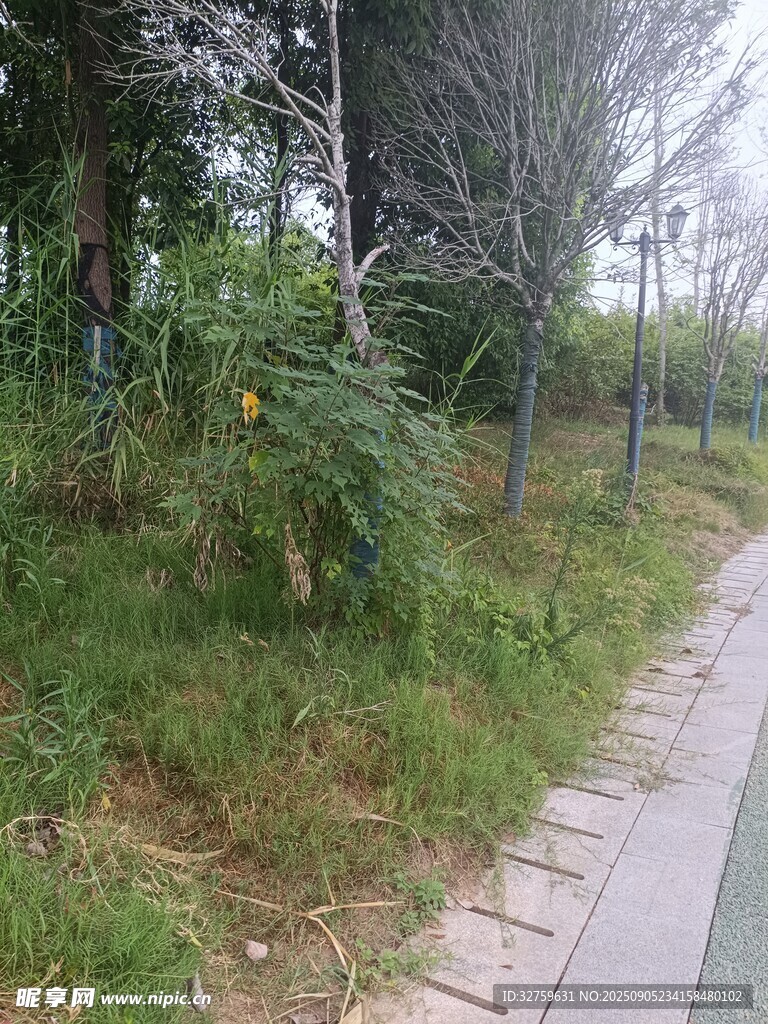 林間小徑 