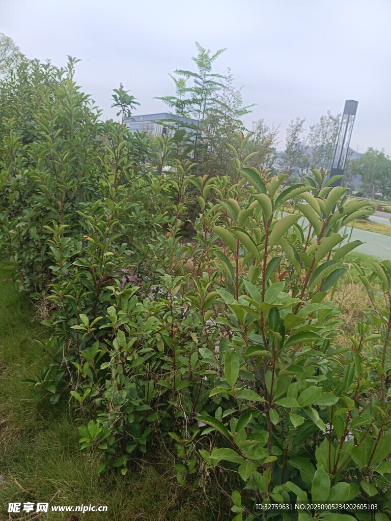 綠意盎然的植物景觀