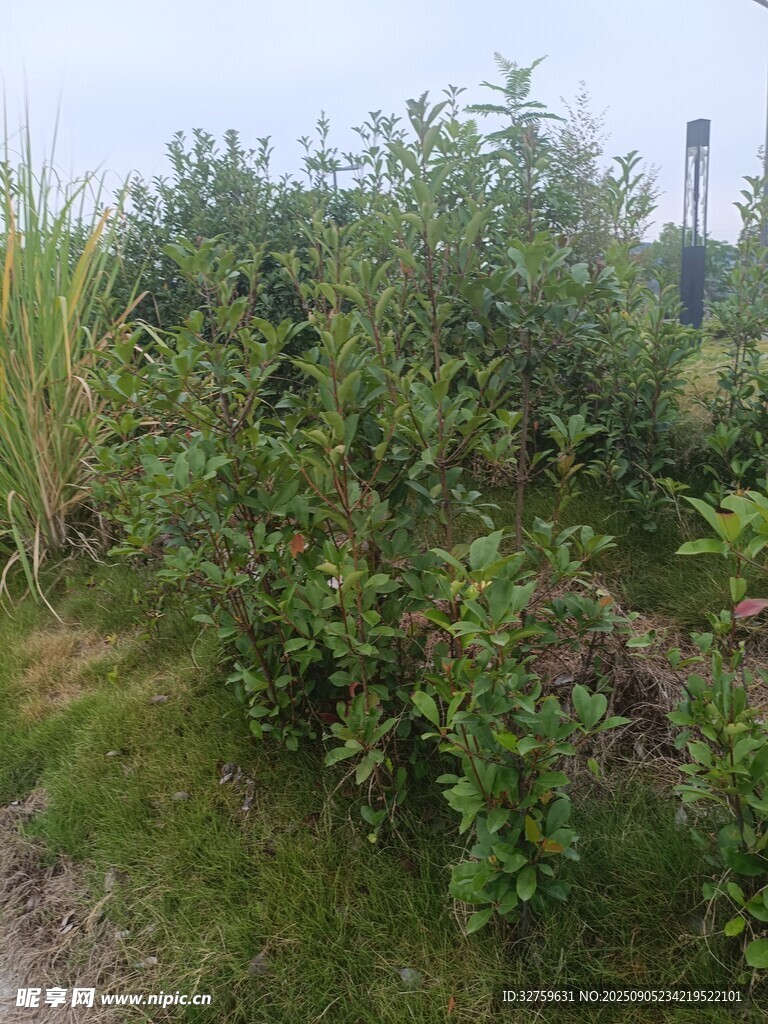 野外繁茂綠植景觀