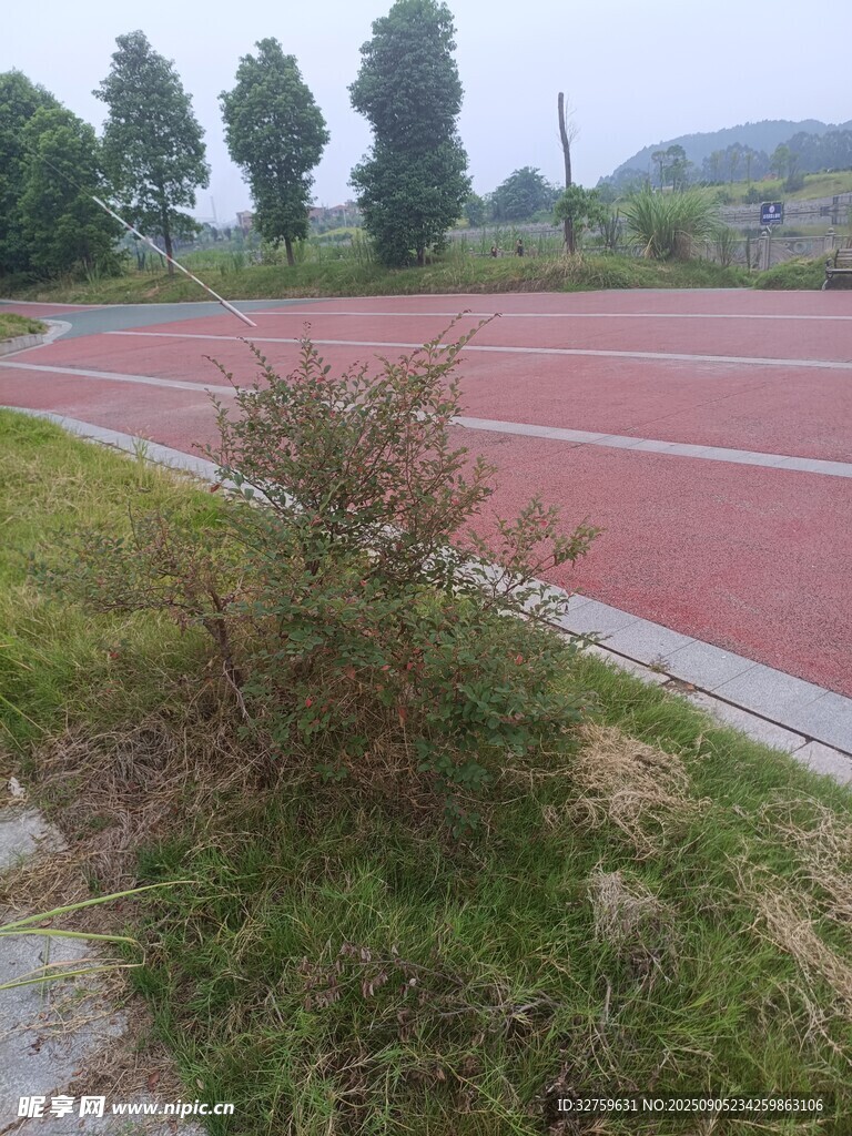 校園跑道旁的綠植景觀