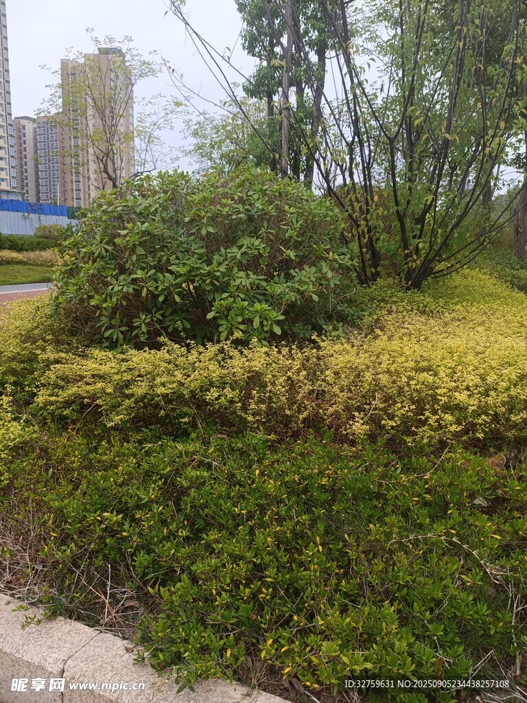 城市綠化帶景觀