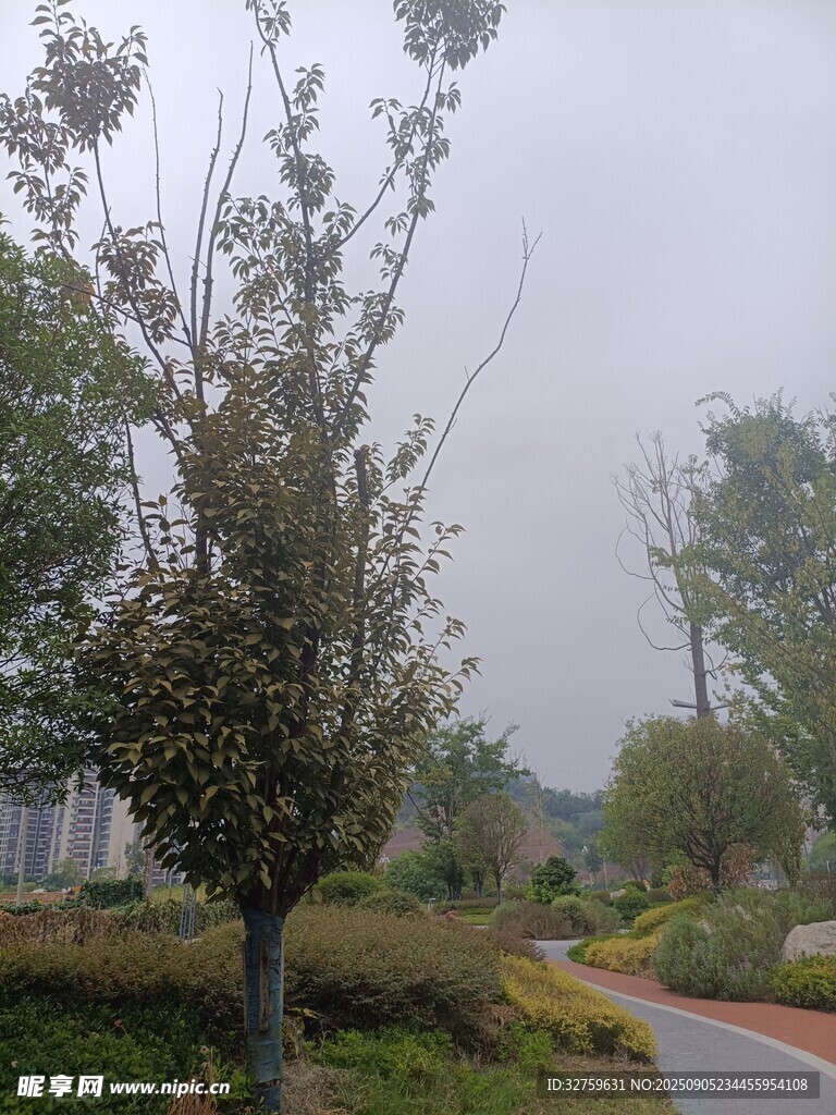 公園中的樹木與蜿蜒小路