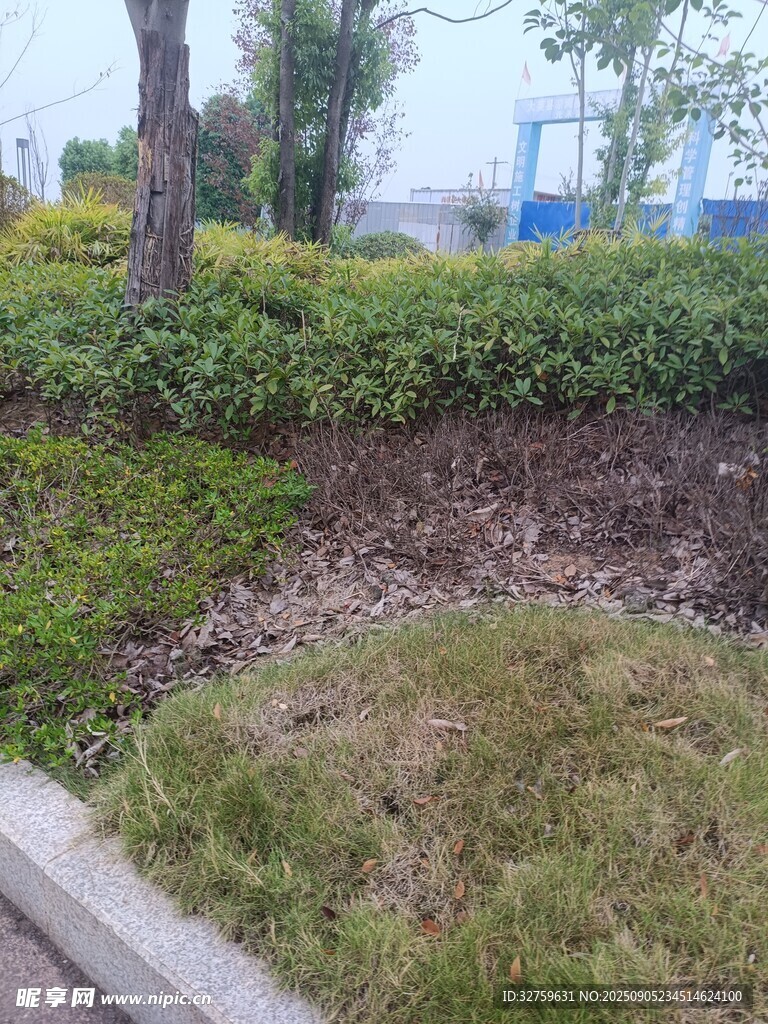 路邊綠植景觀