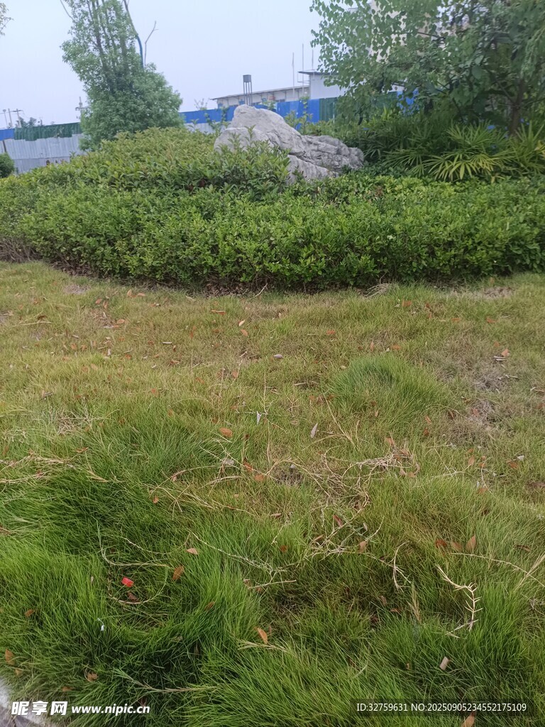 戶外綠意盎然的草地景觀