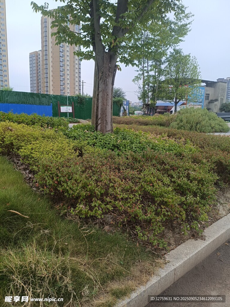 城市街邊綠植景觀