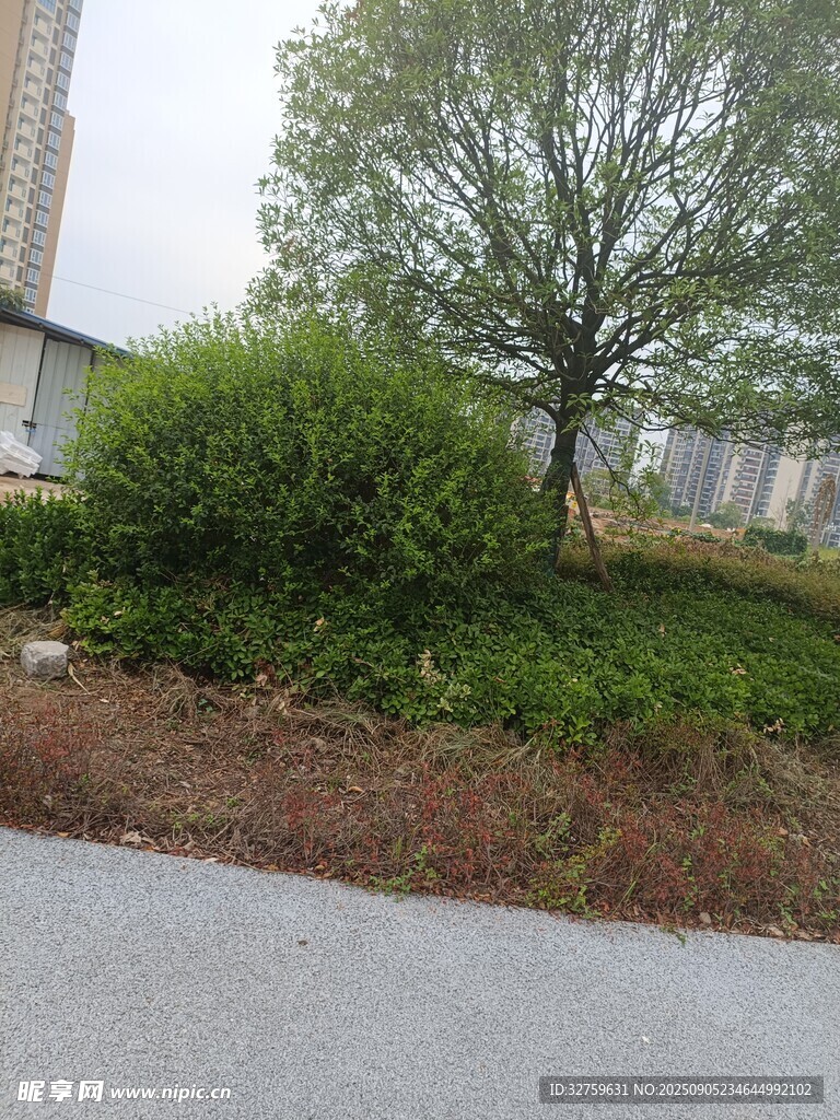 路邊綠植景觀