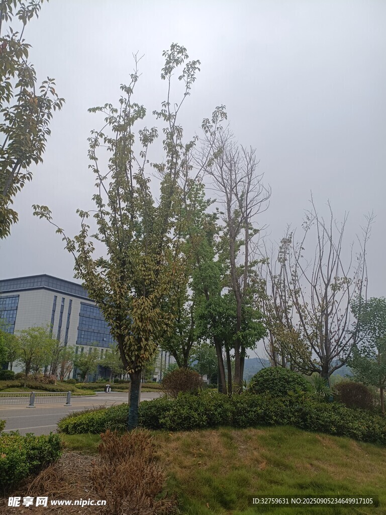 城市中的綠植景觀