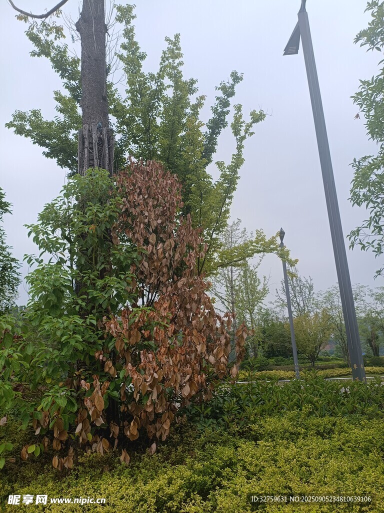 戶外綠植景觀