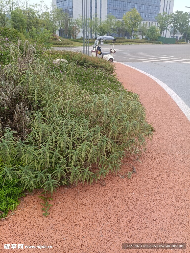 路邊綠植景觀