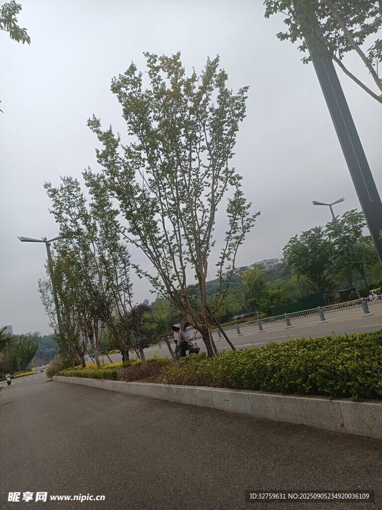 道路旁綠樹成蔭的景致