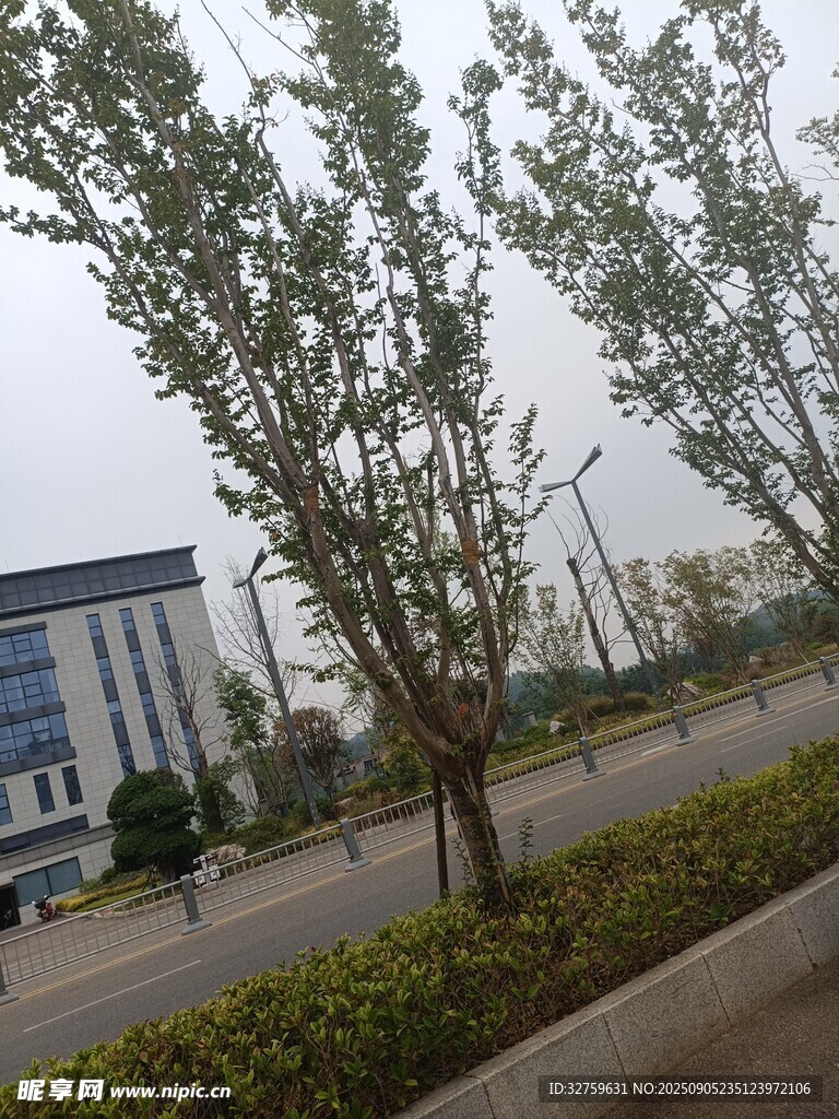 城市道路旁的綠樹與建筑