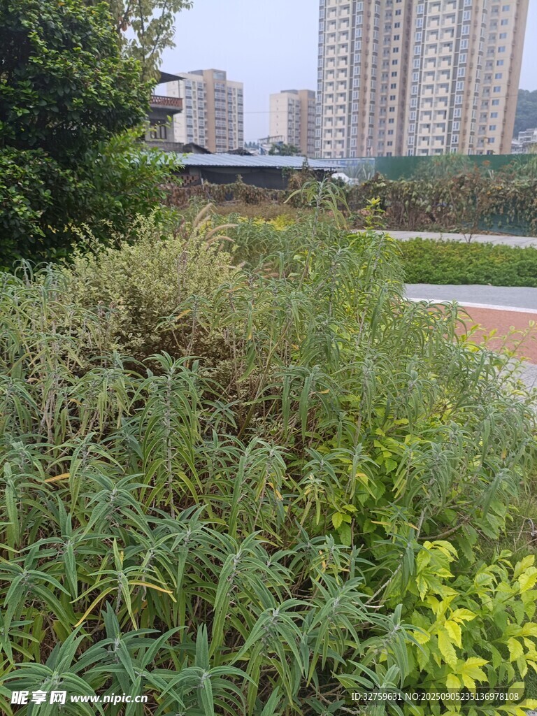城市中的自然綠植景觀