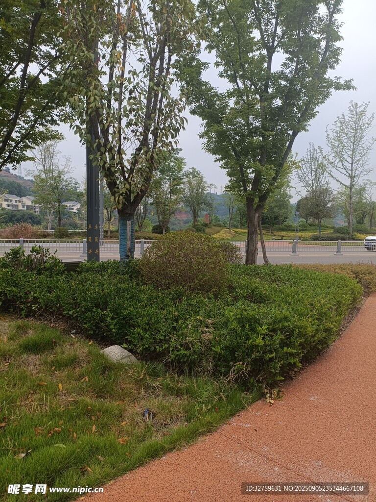 公園小徑旁綠植與樹木景觀
