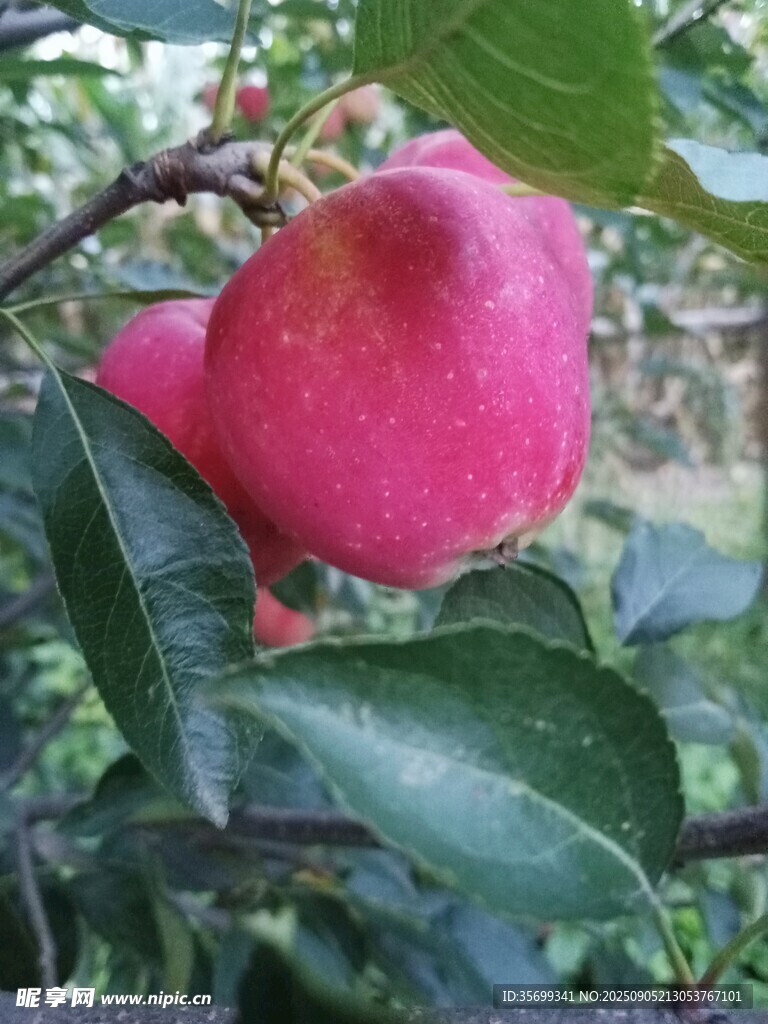枝頭嬌艷的粉紅色蘋果
