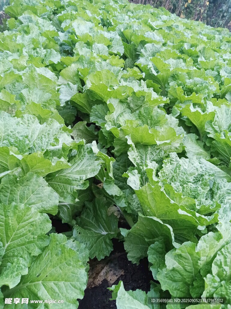 綠色白菜田