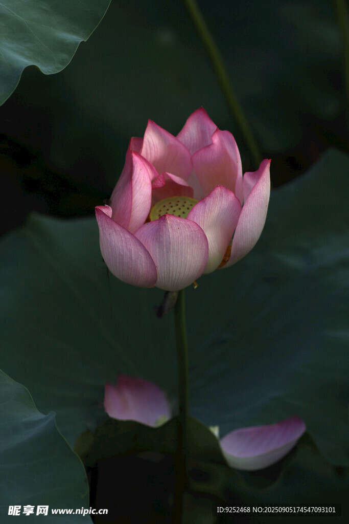 紅色荷花