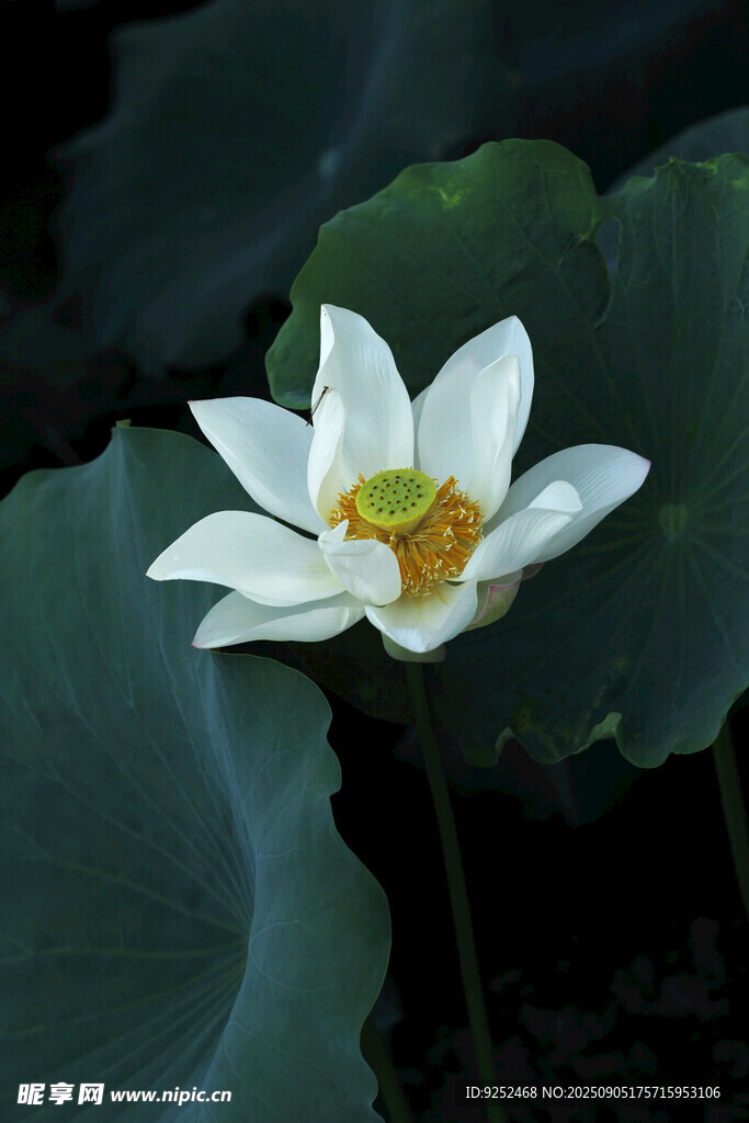 荷花 綻放