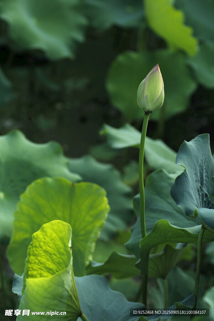 荷葉 花苞