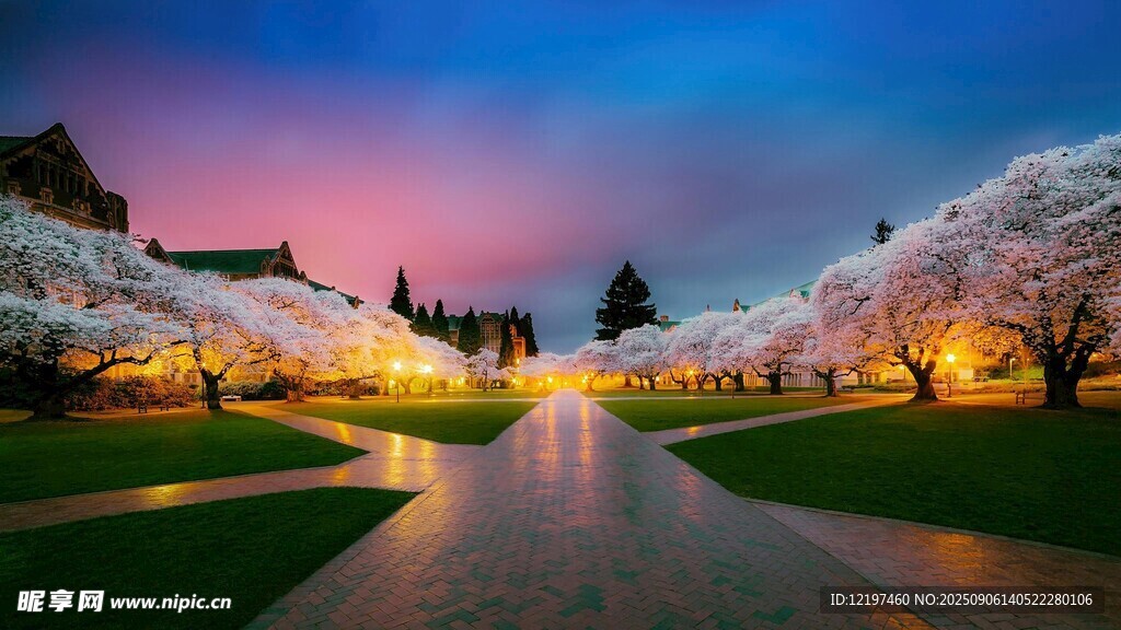 春日河畔繁花夜景