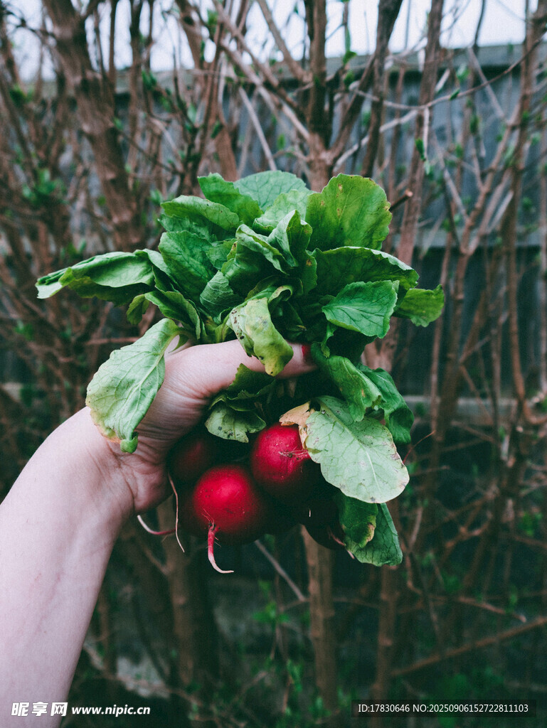 手捧新鮮蘿卜與綠葉菜