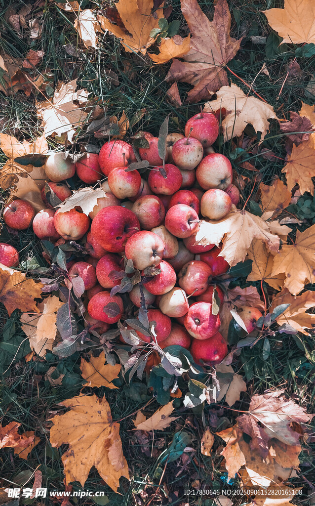 落葉中的紅蘋果