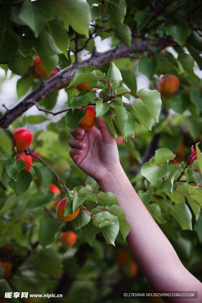 手摘枝頭紅果