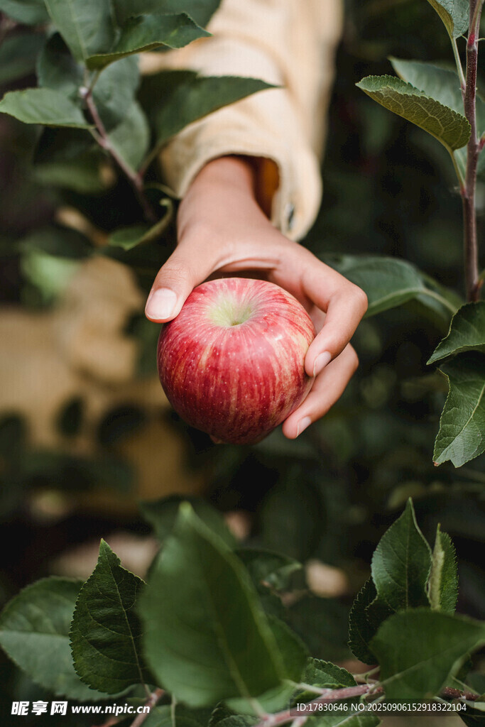 手摘枝頭紅蘋(píng)果