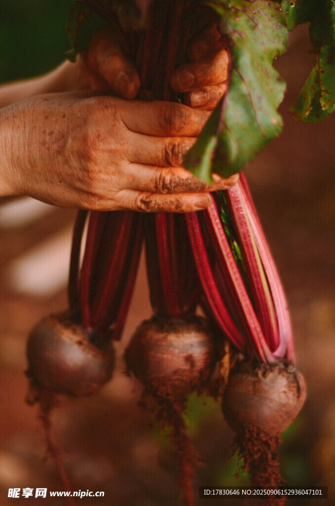 手捧新鮮甜菜根
