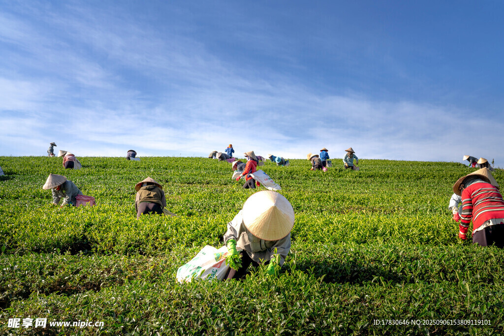 茶園里的采茶工人勞作場景