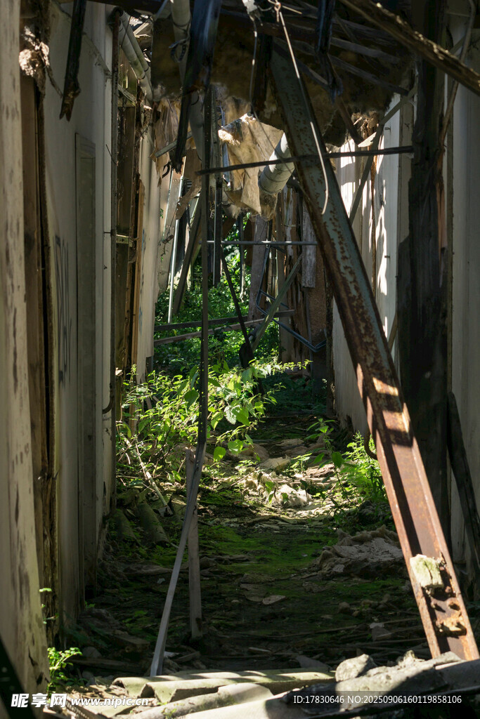 廢棄建筑內(nèi)的綠植生長