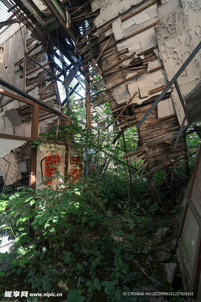 廢棄建筑中的綠植蔓延