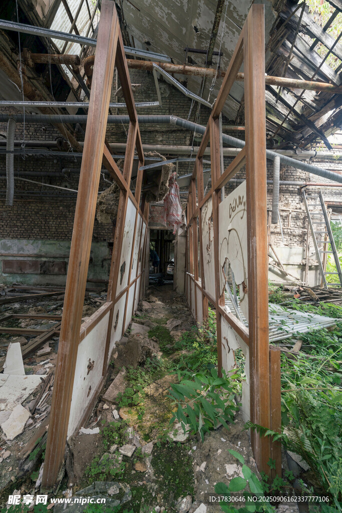 廢棄建筑內(nèi)的綠植生長景象