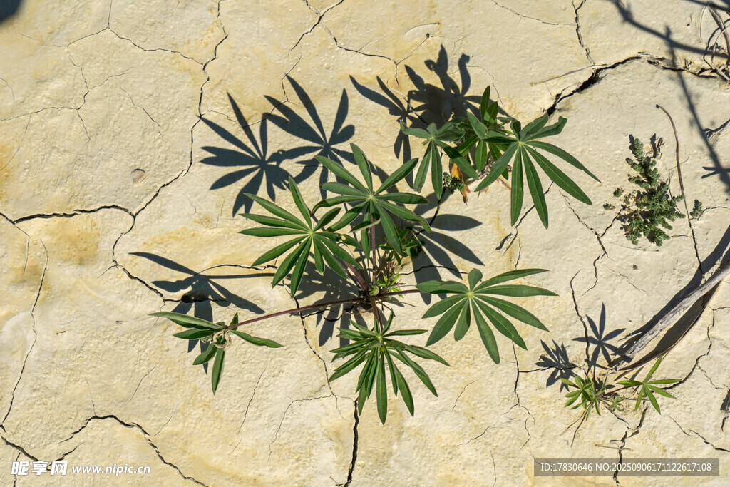 生長在石縫中的綠色植物