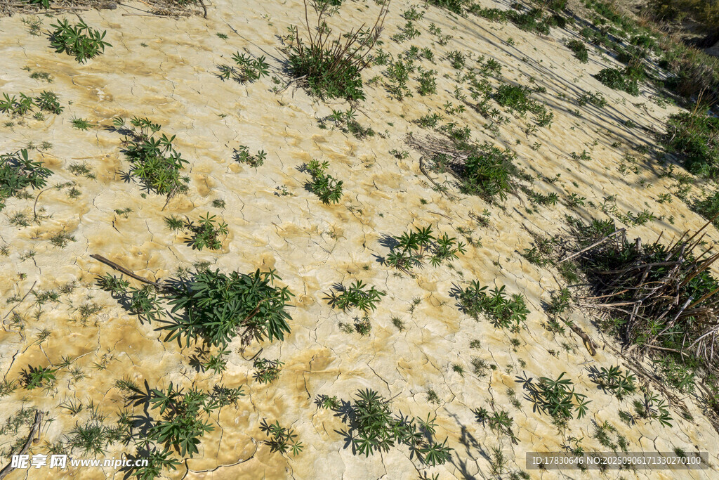 沙漠中的零星綠色植被