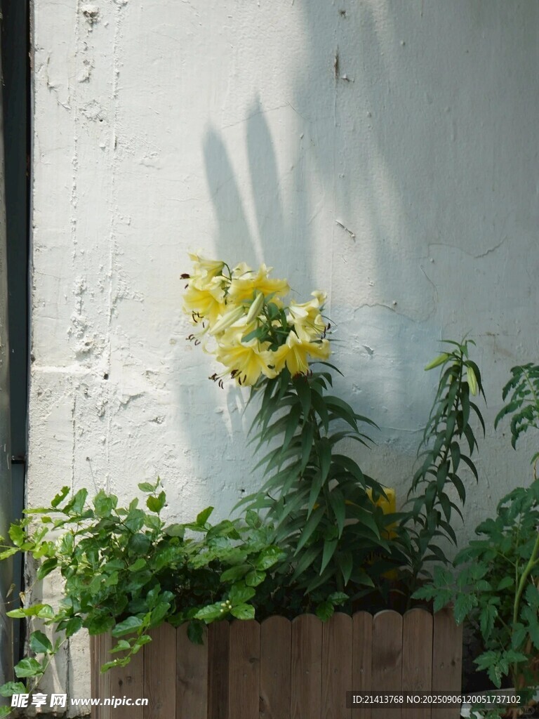墻邊綻放的黃色花卉植物